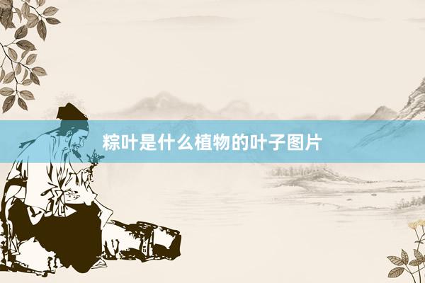 粽叶是什么植物的叶子图片