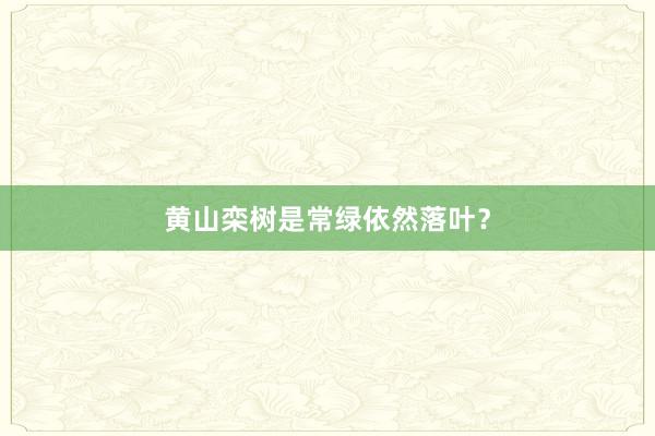 黄山栾树是常绿依然落叶？